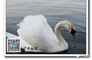 Explore Guangping: [Swan] – A Natural Sprite of Unparalleled Beauty