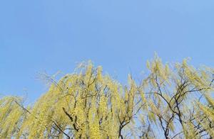 Seven Rhymes (Spring Blossoms Crafted with Skill in March)