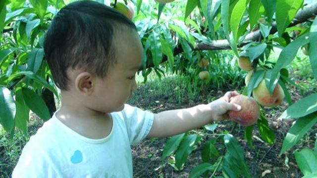 奋斗吧小青年|熊孩子偷摘邻居家桃子，却不小心摔断腿，邻居无辜躺枪遭索赔