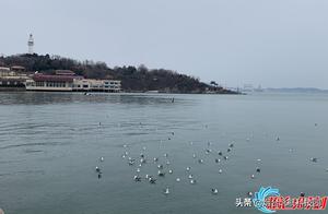 Yantai Seagulls Play in the Sky (Photo)