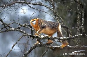 Admiring! Over 100 Sichuan Golden Monkeys Play in Snow at Baxiang
