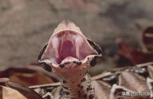 Pere Uricurangu (Gaboon Viper) Reaches 5cm Fangs, Doesn't Release Prey After Biting, the World's Most Venomous Snake with Longest Fangs