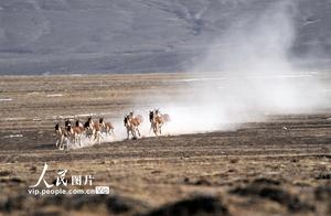 Aksu, Gansu: Highland Sprite Roams the Pastures