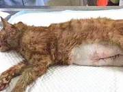 Cat Hit by Car, Undergoes Emergency C-Section, Newborn Kittens Heartbreakingly Abandoned