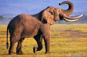 Why Humans Can Mate Freely While Animals Need a Breeding Season?