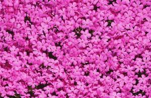 Psychology: Let Your Eyes Choose a Flower Field and Predict Your 30-Year Life