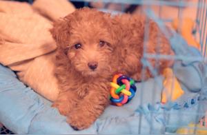 Don't Call Teddy's Name Randomly, Especially in These 6 Situations, or You Will Lose Him