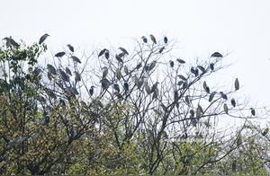 2,000 Wild White Egrets Make Hangzhou Wild Animal World Their Home