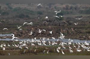 Spring Heron Flight