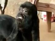 Indian Goat Born with Human-Like Face Causes Stir and Worship