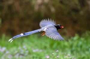Red-billed Blue Macaws Playing in Violet Robinia Flower Fields