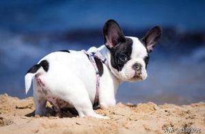 5 Quiet Dog Breeds That Won't Disturb Neighbors!