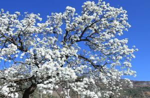 Spring Pear Blossom Viewing in Weize Water City / Pear Garden Appreciation in Spring