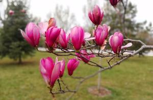Exploring the Yellow River Scenic Line in Lanzhou: A Springtime Display of Flowers