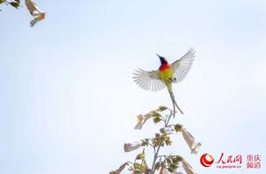 Wushan, Chongqing: Birds Announce Spring on the Branches