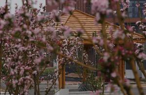 The Beautiful Hebei Engineering University | Planting Red Cherry Trees in a Small Garden, Leisurely Wandering as a Tourist