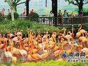 Clear Stream Flamingos in Spring