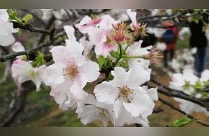 Enjoy Early Cherry Blossoms at Changhua Tianxi Cherry Blossom Leisure Garden