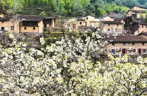 Here, the pear blossoms are in full bloom, reflecting beautifully against the yellow walls and black-tiled ancient mud-brick houses, creating a particularly stunning scene.