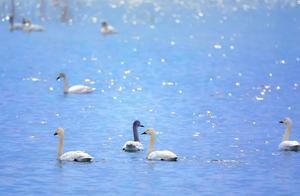 Dezhou Xiajin Yellow River Gorge National Forest Park Welcomes Rare Migratory Birds