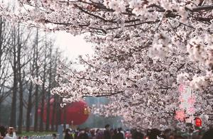 Spring Blooms Can Never Cease!
