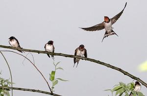 Hangzhou: The First Batch of Swallows Arrives at West Lake