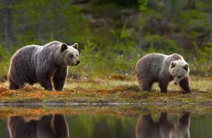 Large Carnivorous Bears (Brown Bears)