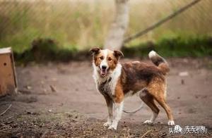 How to Save 'Barking' Dogs: Here's What You Need to Know!