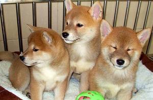Is Buying Puppies Online Reliable?