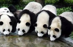 New Breakthrough in Chinese Giant Panda Recognition Technology: Achieving Panda Face Recognition