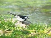Yangzhou 'Resilient Bird' Severely Disabled Yet Able to Walk, Jump, and Fly