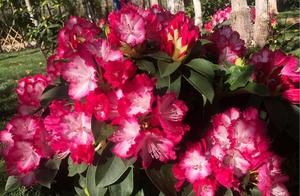 Sorbet Rose: A Unique Red | Wetland Welcoming Flower Greeting Your Arrival