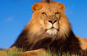 Why Do Lions Rarely Prey on Rhinos? Who Is Stronger?
