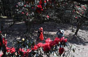 Peony blossoms in abundance across the Zhu Jiang Yuan mountainside in Qiangyang, Yunnan – a stunning landscape.