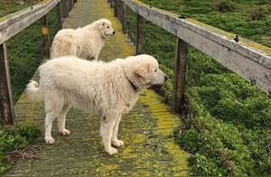 Dog Patrols and Protects Penguins, Foxes Would Run Away Upon Smelling It