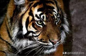 The Mystery of the Tiger: Why Tigers Are the Kings of the Forest