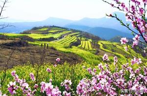 The Colorful Rapeseed Flowers of Gongyi Amazingly Bloom, Creating a Vibrant and Enchanting Gallery