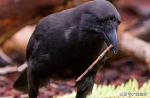 The Intelligent Crow: Other Birds Build Nests with Twigs, While the Crow Uses Twigs as Tools to Extract Insects