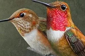 This Mysterious Little Bird is Actually a Hummingbird