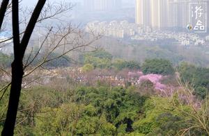 Spring has Arrived: It's So Fun for Chongqing People to Go on a Spring Trip by Car with Blooming Peonies!
