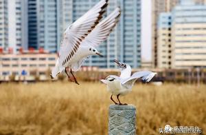 Daxia River Basin in Linxia City Attracts Large Number of Migratory Birds