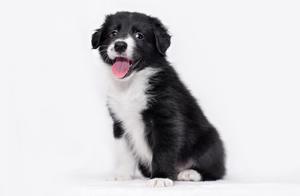 The Smartest Dog – Border Collie
