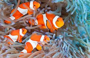 Ocellaris Clownfish