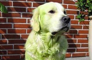 Dogs Rolling and Playing on the Grass – Whoever Loves Them Can Take Them Home!