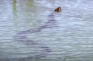 Aquatic Swimmer, Terrestrial Runner, and Aerial Glider – A Nearly Limitless Reptile