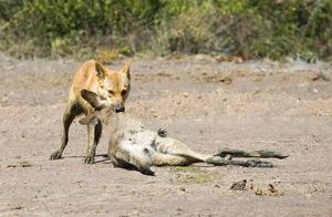 From Wolf-Like to Not-a-Wolf: How the Australian Dingo Became Australia's Strongest Predator