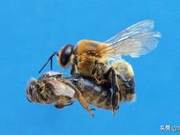 Why Honeybee Queens Die After Mating: A Trick of Nature