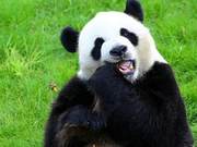 Panda Eats Bamboo to Clean Its Teeth, But Targets Nearby Peacock, Plucking Its Feathers as Toothpicks