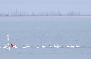 Geese Fly North: Dezhou Dingdong Water Reservoir Welcomes Large Numbers of Wild White Geese Resting and Resting