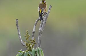 Spring Birds